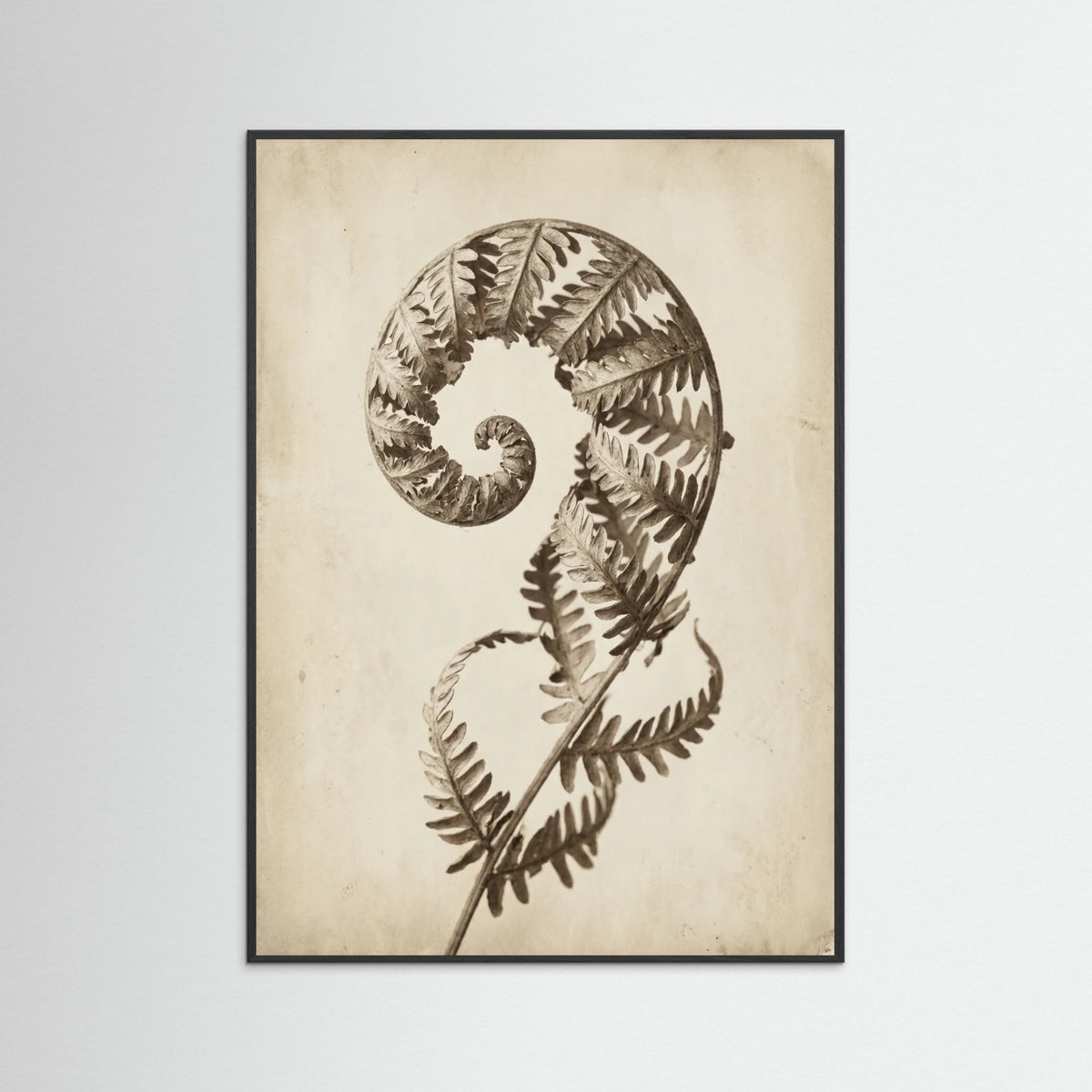 Black Wood Seed Pod Study