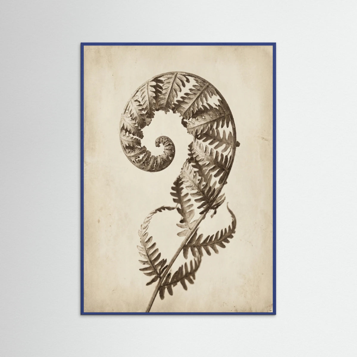 Blue Wood Seed Pod Study