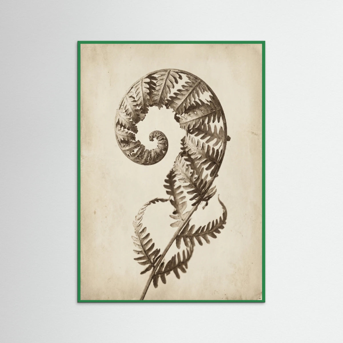 Green Wood Seed Pod Study