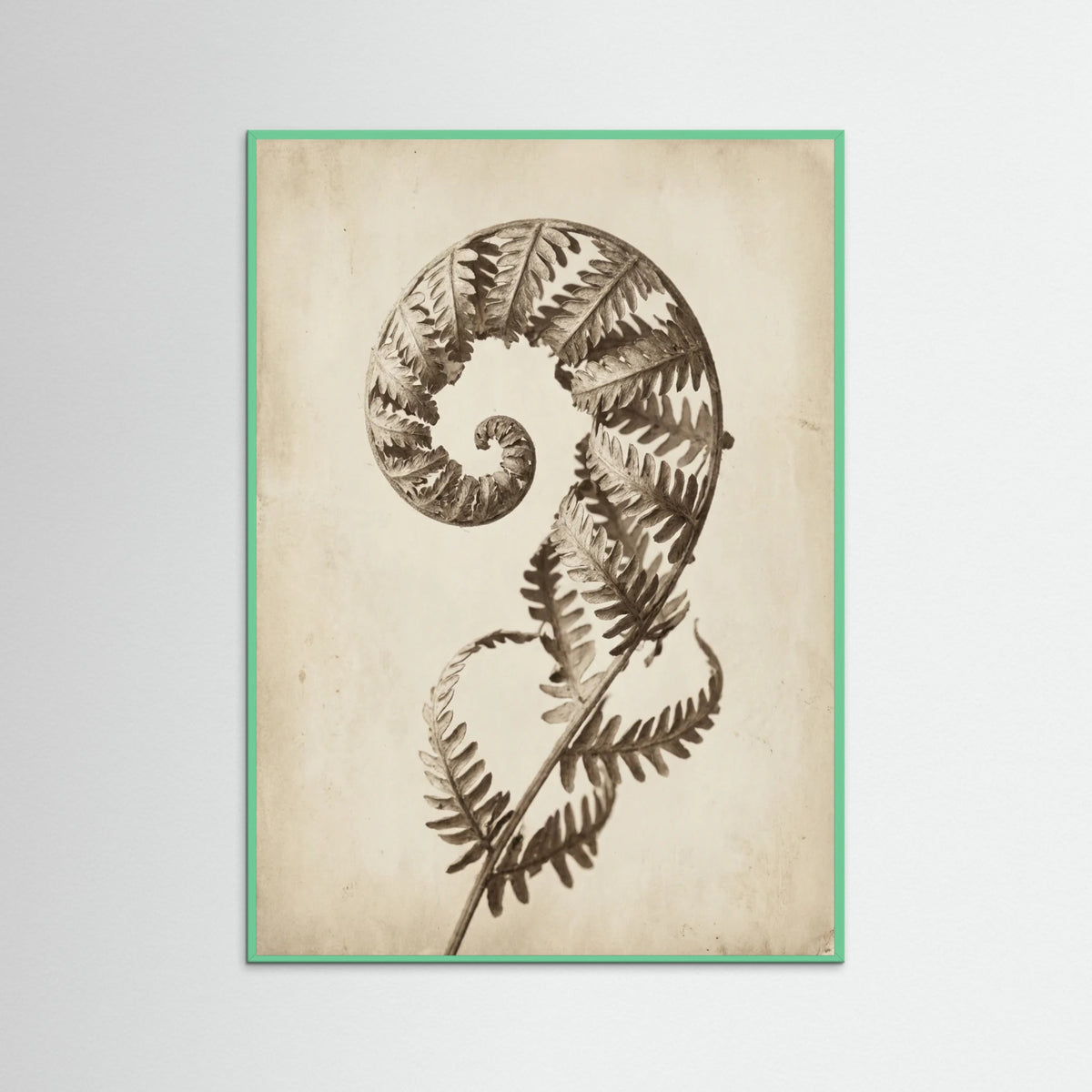 Mint Wood Seed Pod Study
