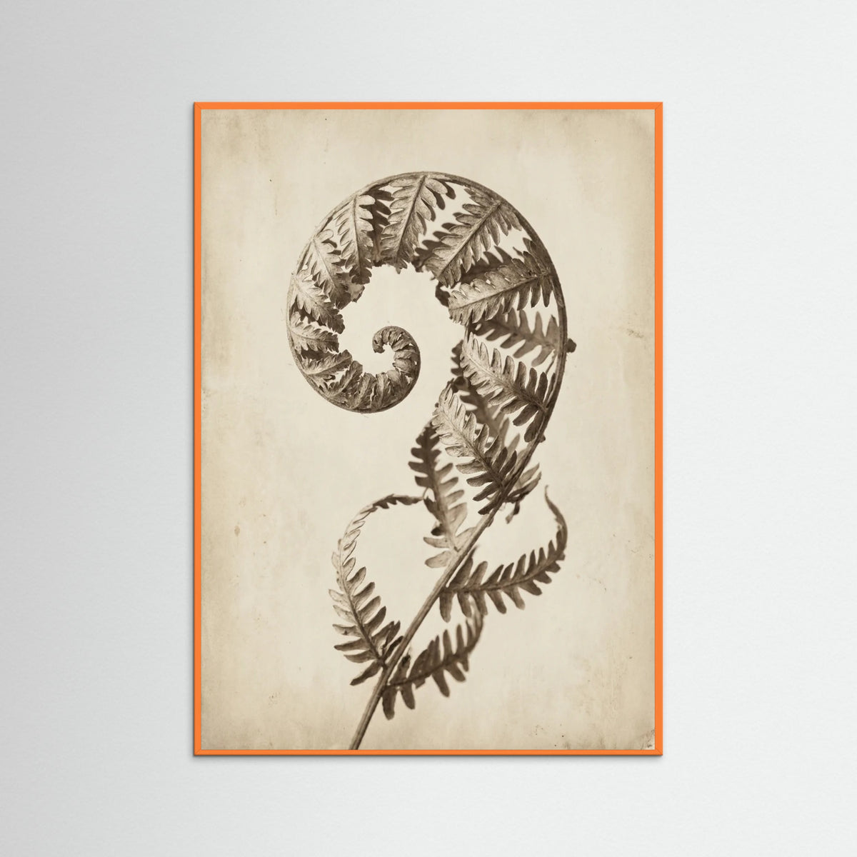 Orange Wood Seed Pod Study