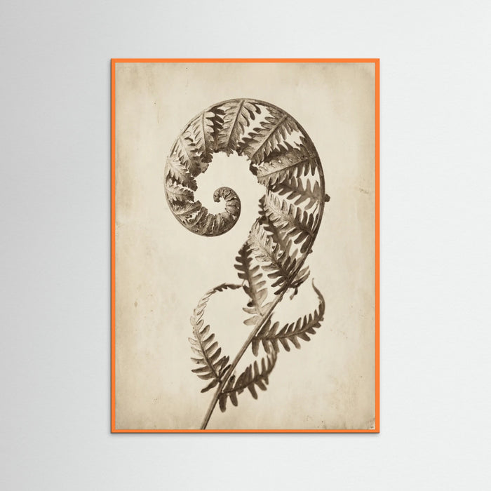 Seed Pod Study – póster e impresión artística