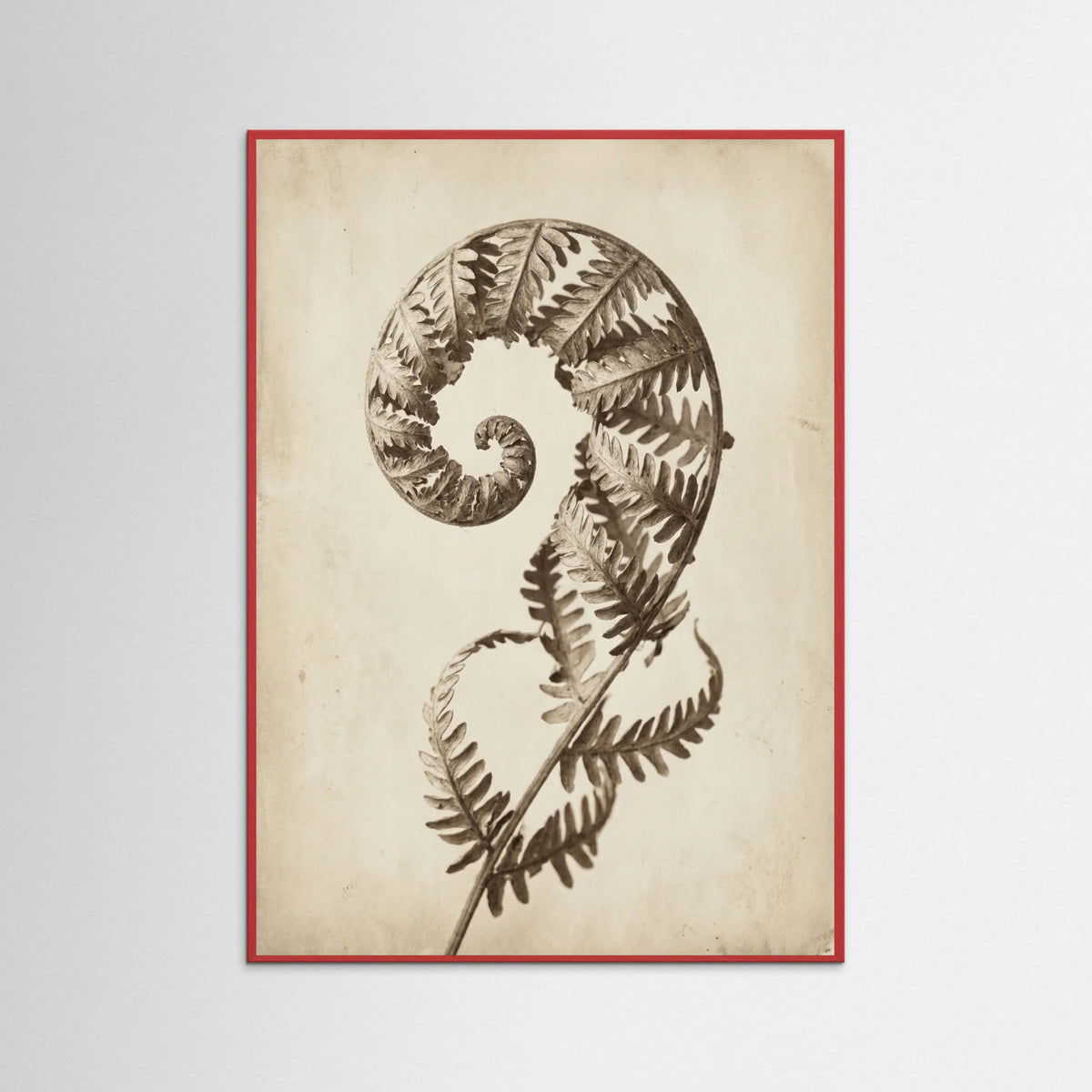 Red Wood Seed Pod Study