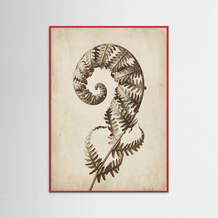 Seed Pod Study – póster e impresión artística