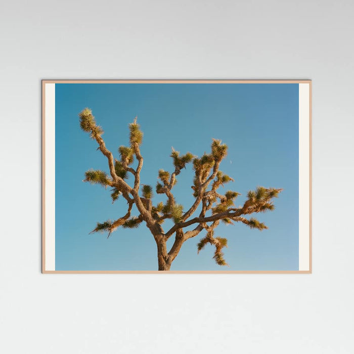 Joshua Tree Moon III Poster – plakat og kunsttryk