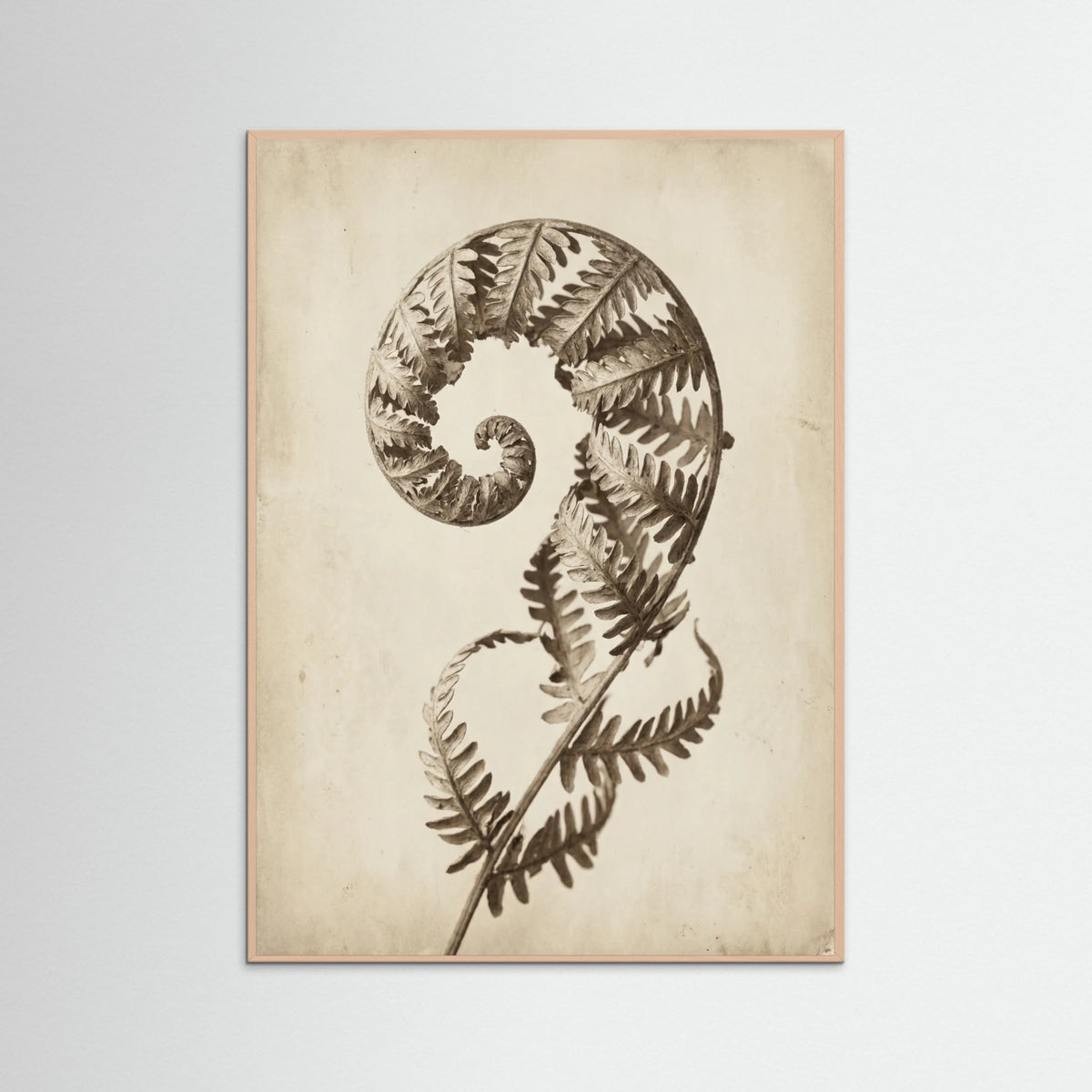 Rose Wood Seed Pod Study