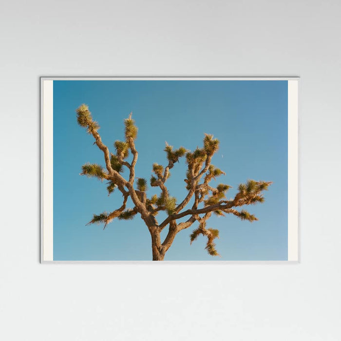 Joshua Tree Moon III Poster – plakat og kunsttryk