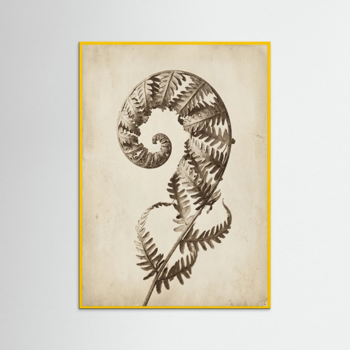Yellow Wood Seed Pod Study
