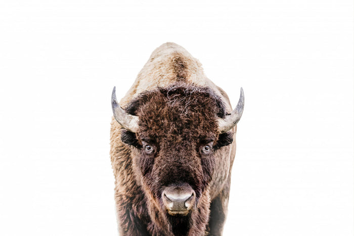 Bison Poster – plakat og kunsttryk