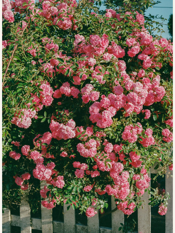 Cannon Beach Blooms Poster – Poster und Kunstdruck