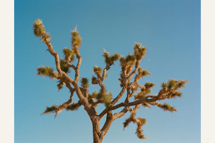 Joshua Tree Moon III Poster – plakat og kunsttryk