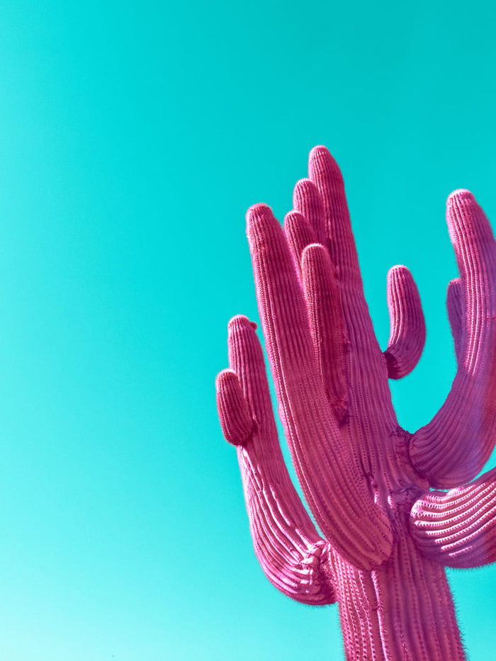 Poster Magenta Pink Saguaro – poster e stampa artistica