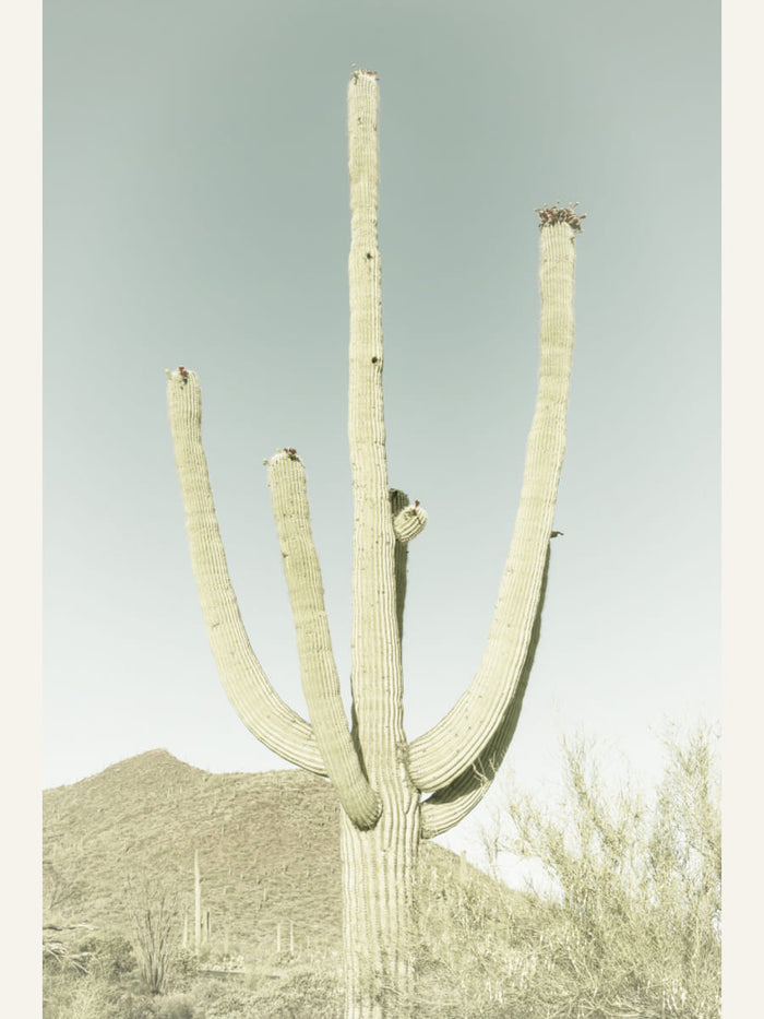 Poster SAGUARO NATIONAL PARK Vintage Giant Saguaro – poster e stampa artistica