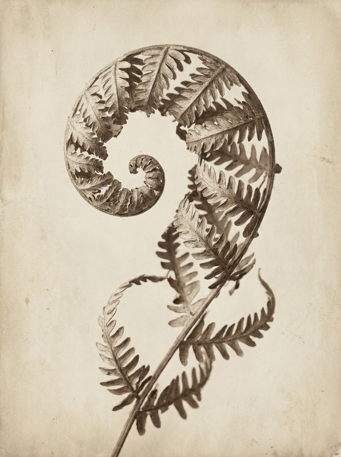 Seed Pod Study – póster e impresión artística