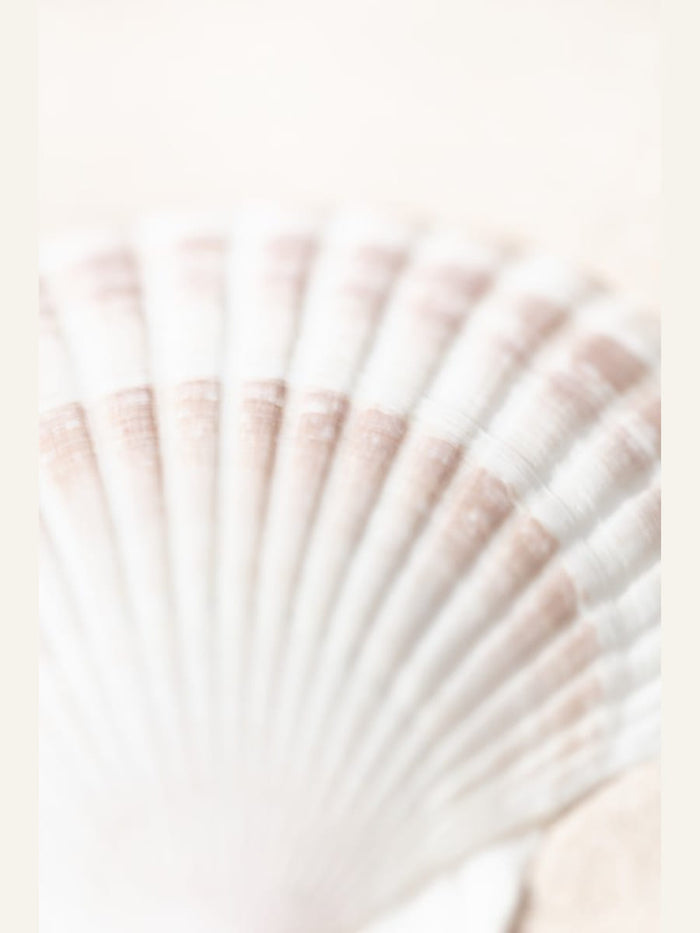 Shell Poster – Poster und Kunstdruck