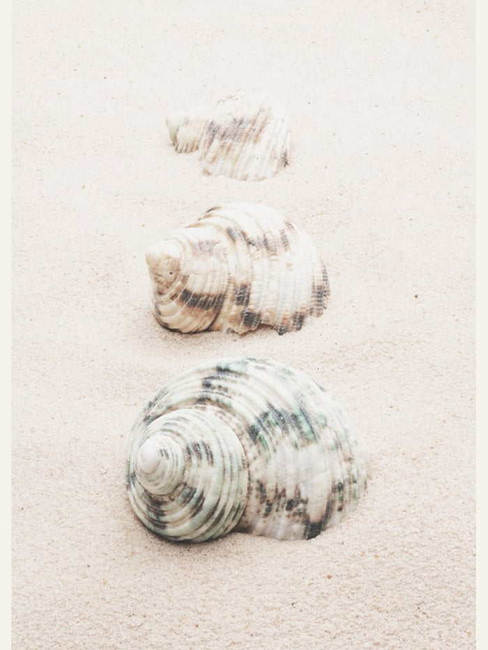 Poster Shells – poster e stampa artistica