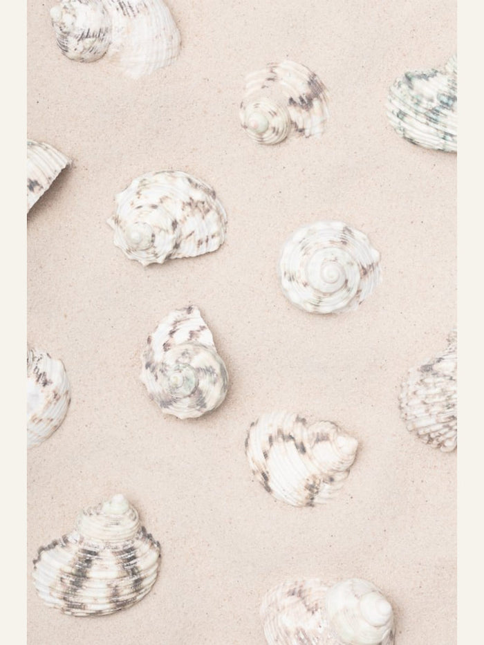 Shells_2 Poster – Poster und Kunstdruck