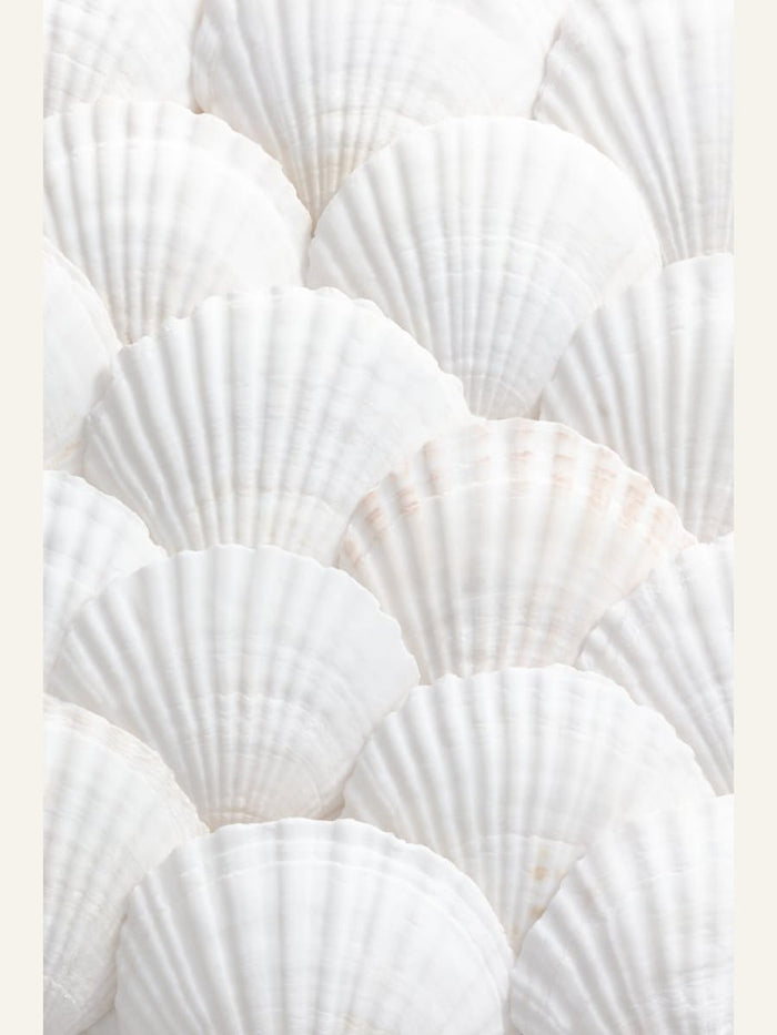 Shells_3 Poster – plakat og kunsttryk