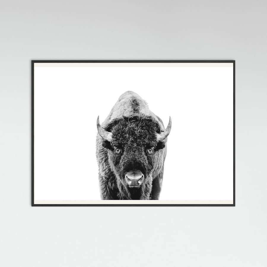 Póster Bison Bw – póster e impresión artística