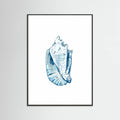 Blue Seashell On White Background No6 Poster – plakat og kunsttryk