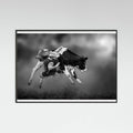 Black Wood Bucking Calf Ride Poster