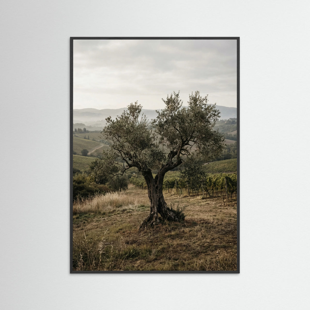 Black Wood Cypress Path