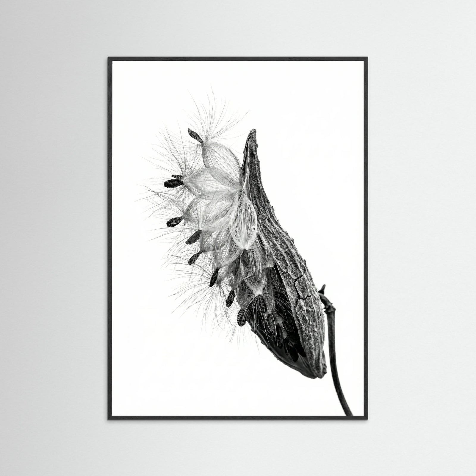 Black Wood Dandelion Flight