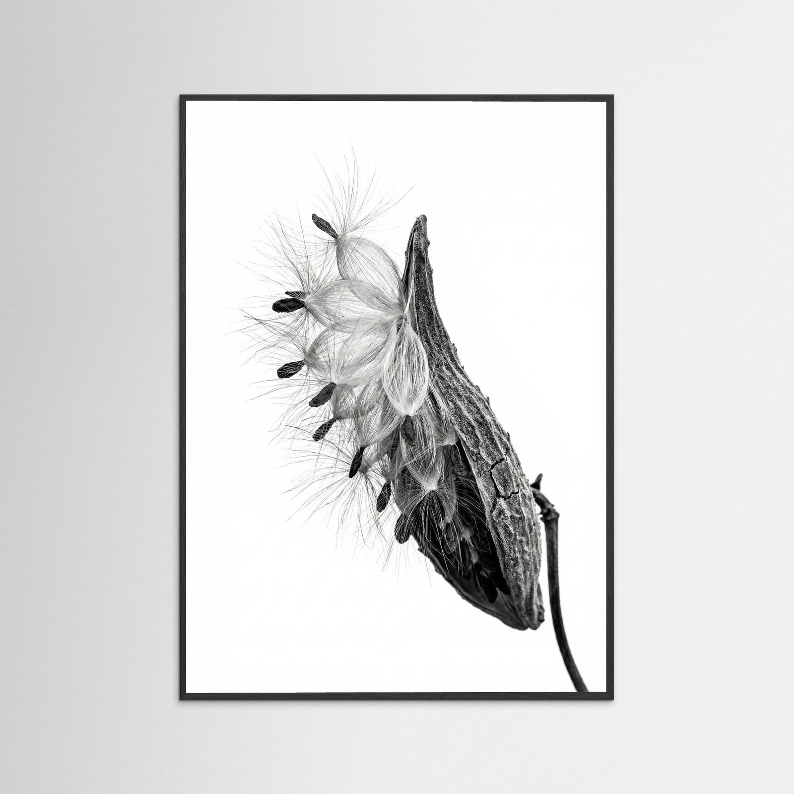 Black Wood Dandelion Flight