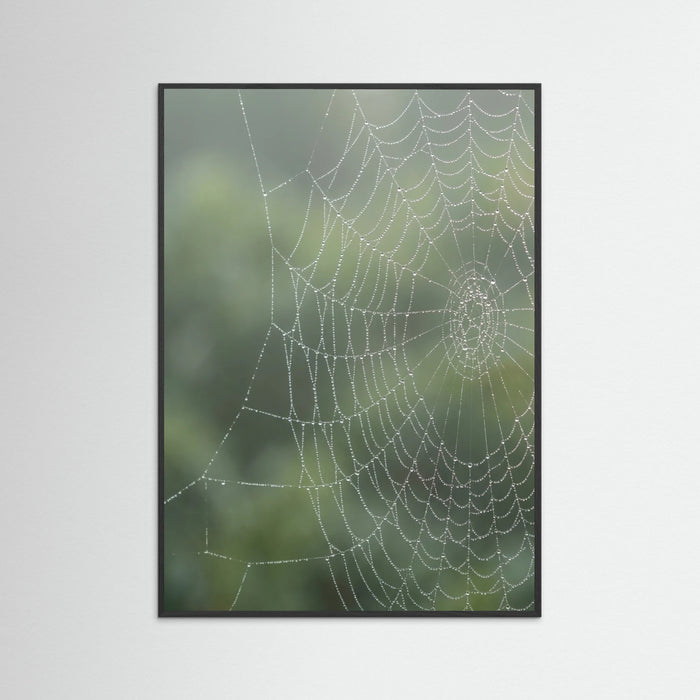 Black Wood Dew Kissed