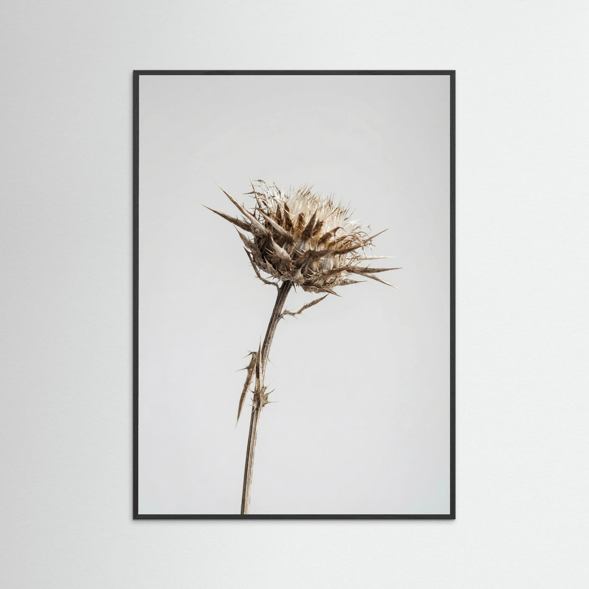 Black Wood Dried Umbel Study