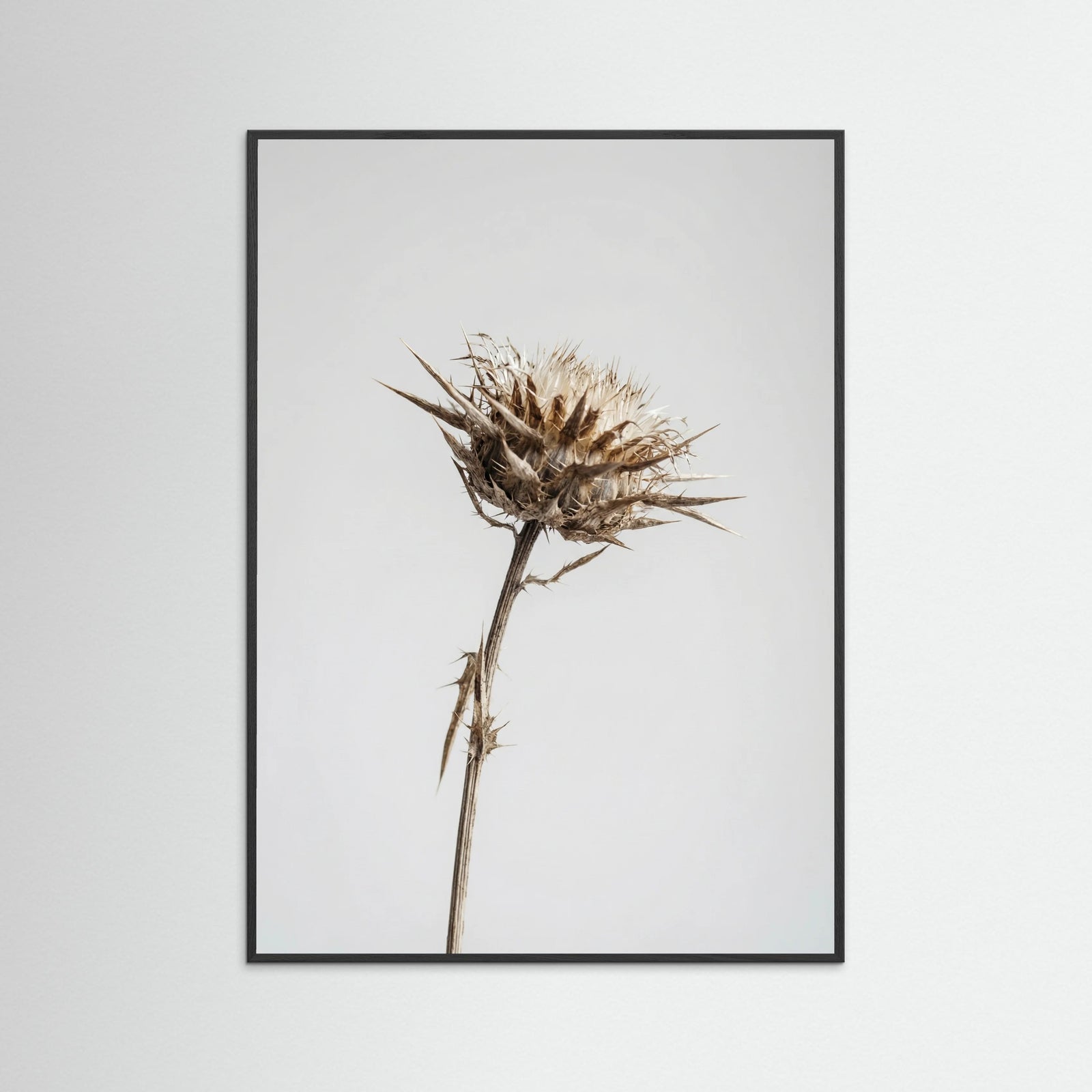 Black Wood Dried Umbel Study