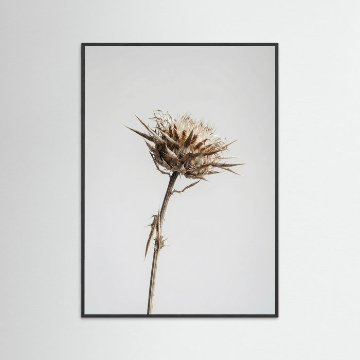 Black Wood Dried Umbel Study