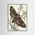 Black Wood Elegant Silk Moth