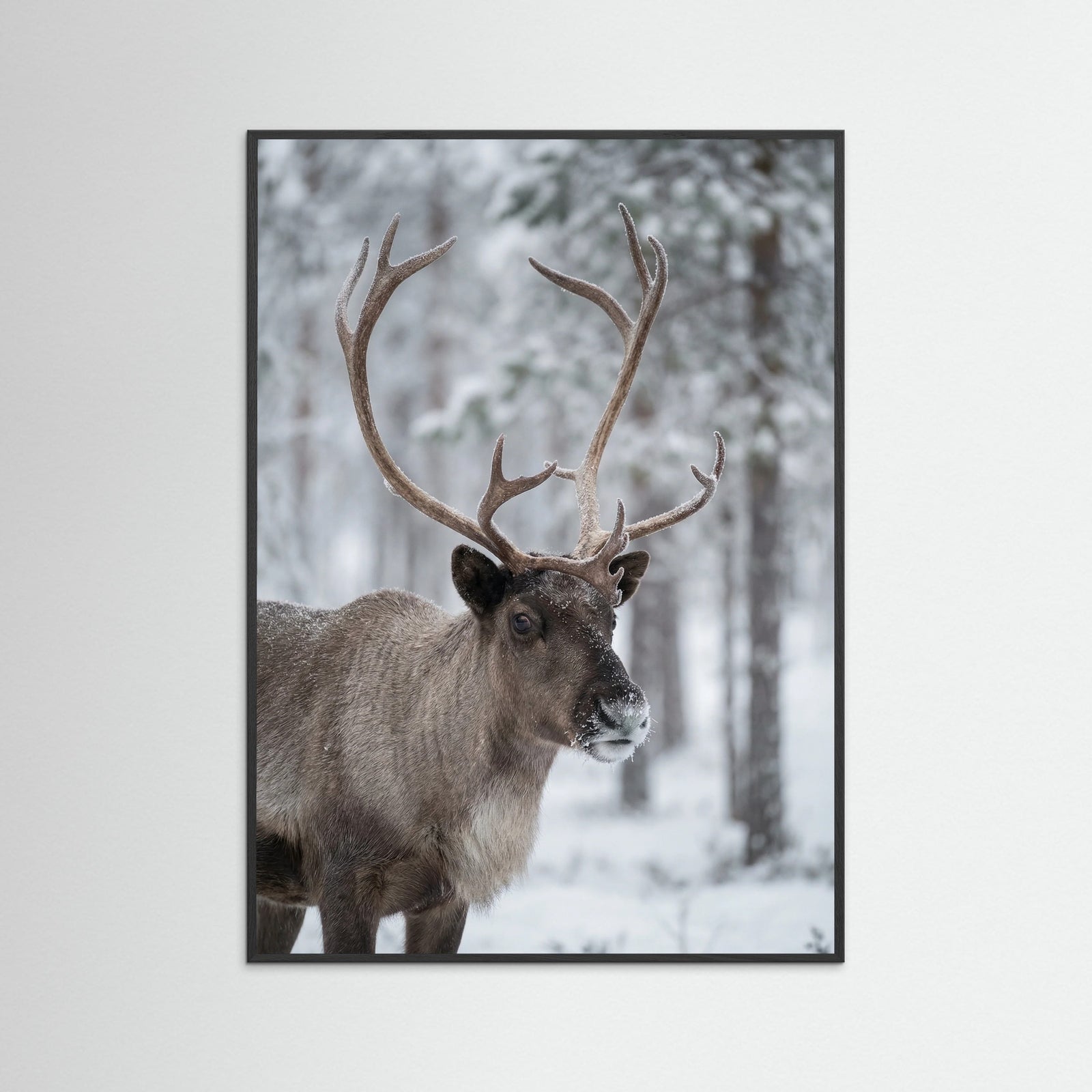 Black Wood Frosty Highlands