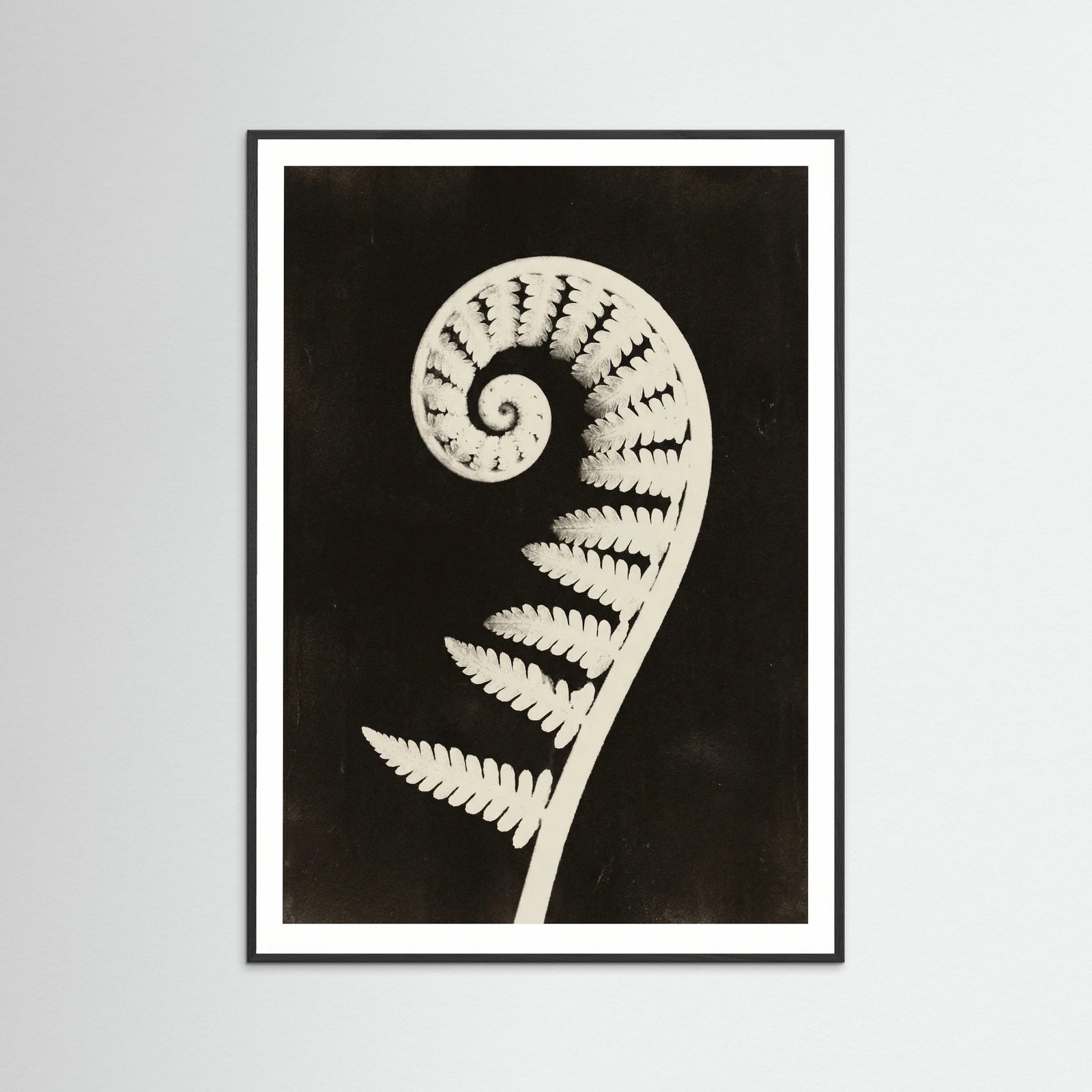 Black Wood Goldenrod Specimen