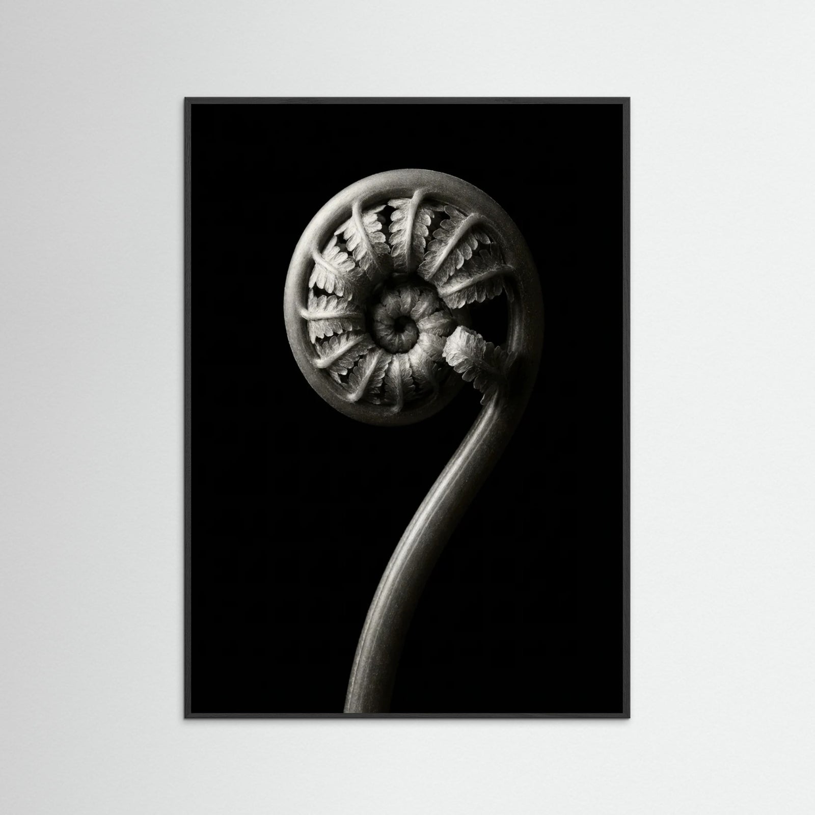 Black Wood Luminous Curve