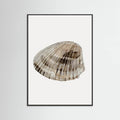 Poster Seashell – poster e stampa artistica