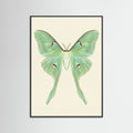 Black Wood Silk Moth Specimen