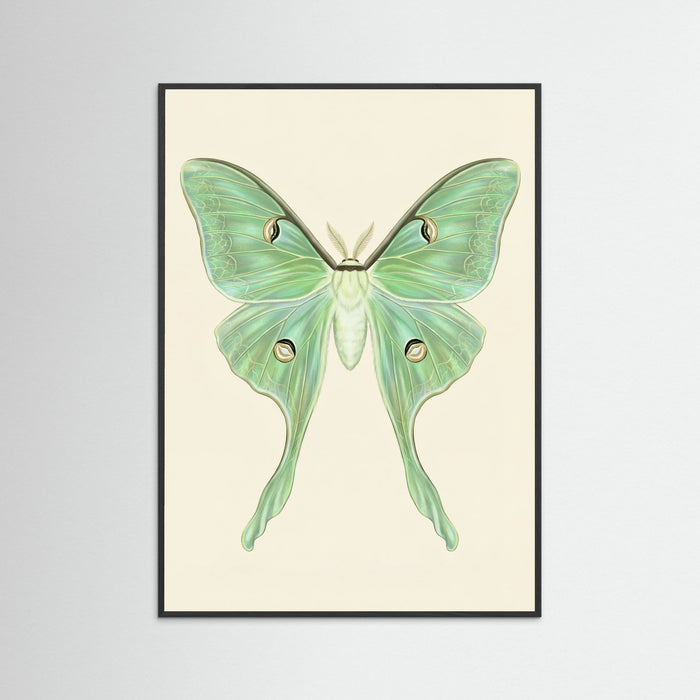 Black Wood Silk Moth Specimen