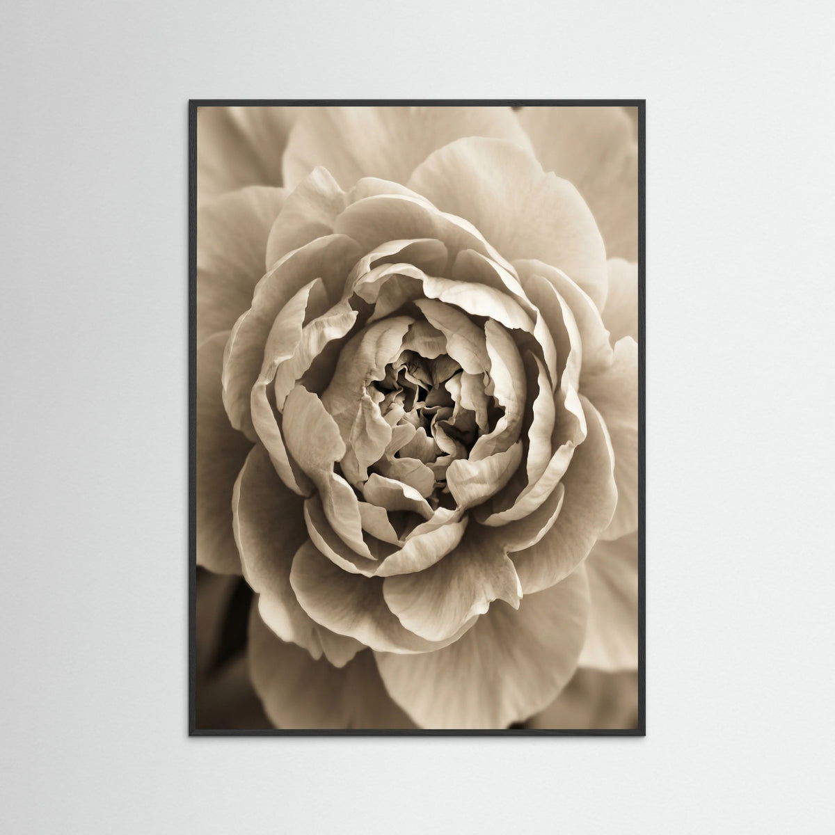 Black Wood Soft Petals