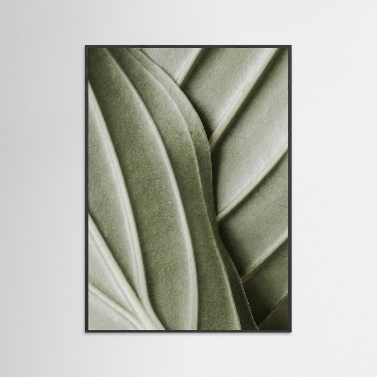 Black Wood Verdant Folds
