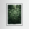 Black Wood Verdants Depths