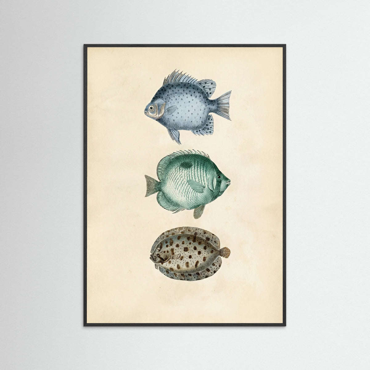 Black Wood Vintage Ichthyology Studies