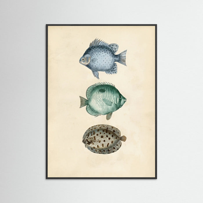 Black Wood Vintage Ichthyology Studies