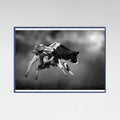 Blue Wood Bucking Calf Ride Poster