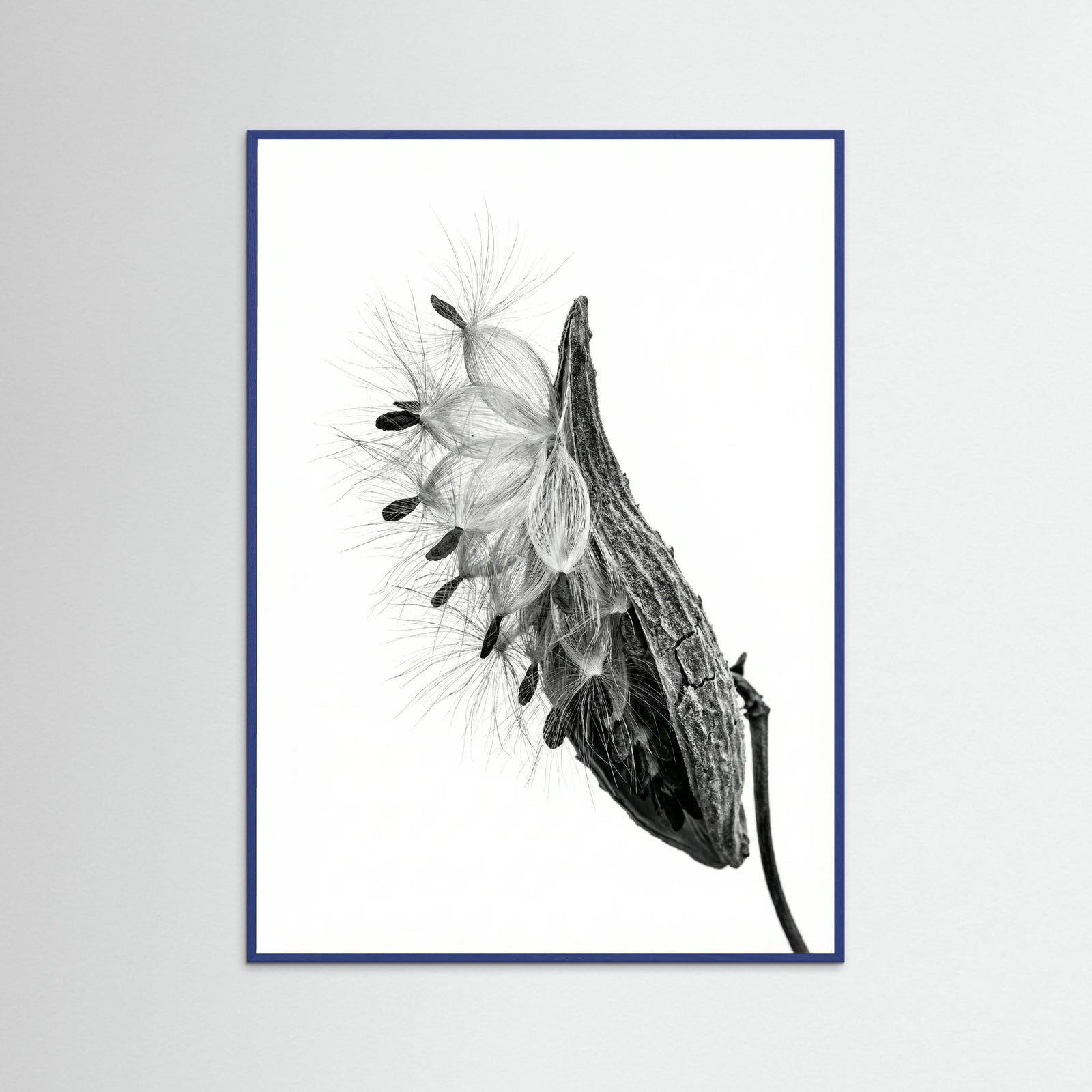 Blue Wood Dandelion Flight