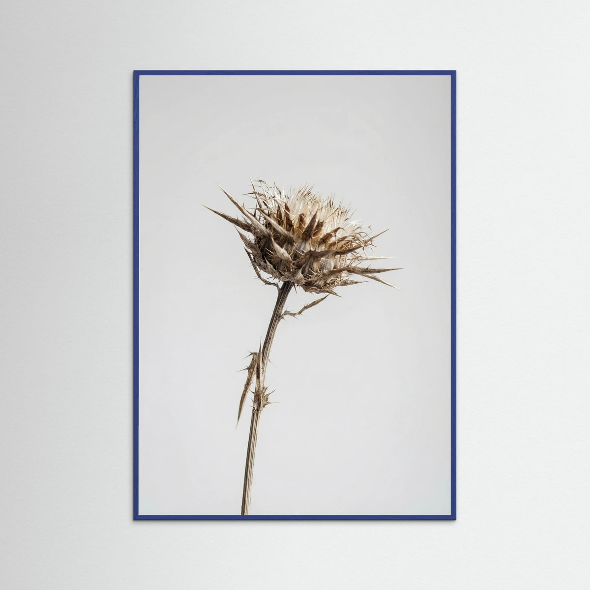 Blue Wood Dried Umbel Study