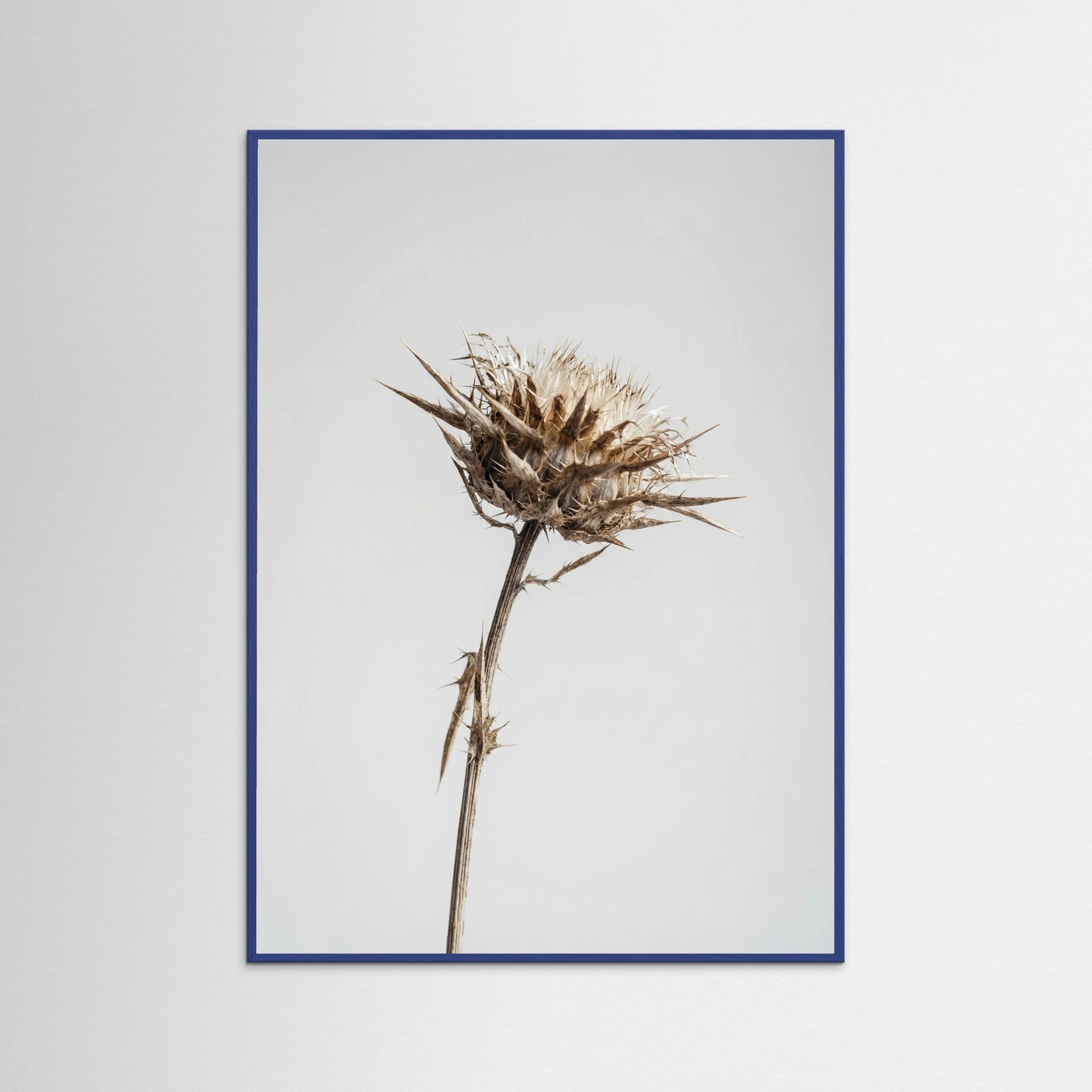 Blue Wood Dried Umbel Study