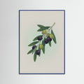 Blue Wood Fig Branch in Vase