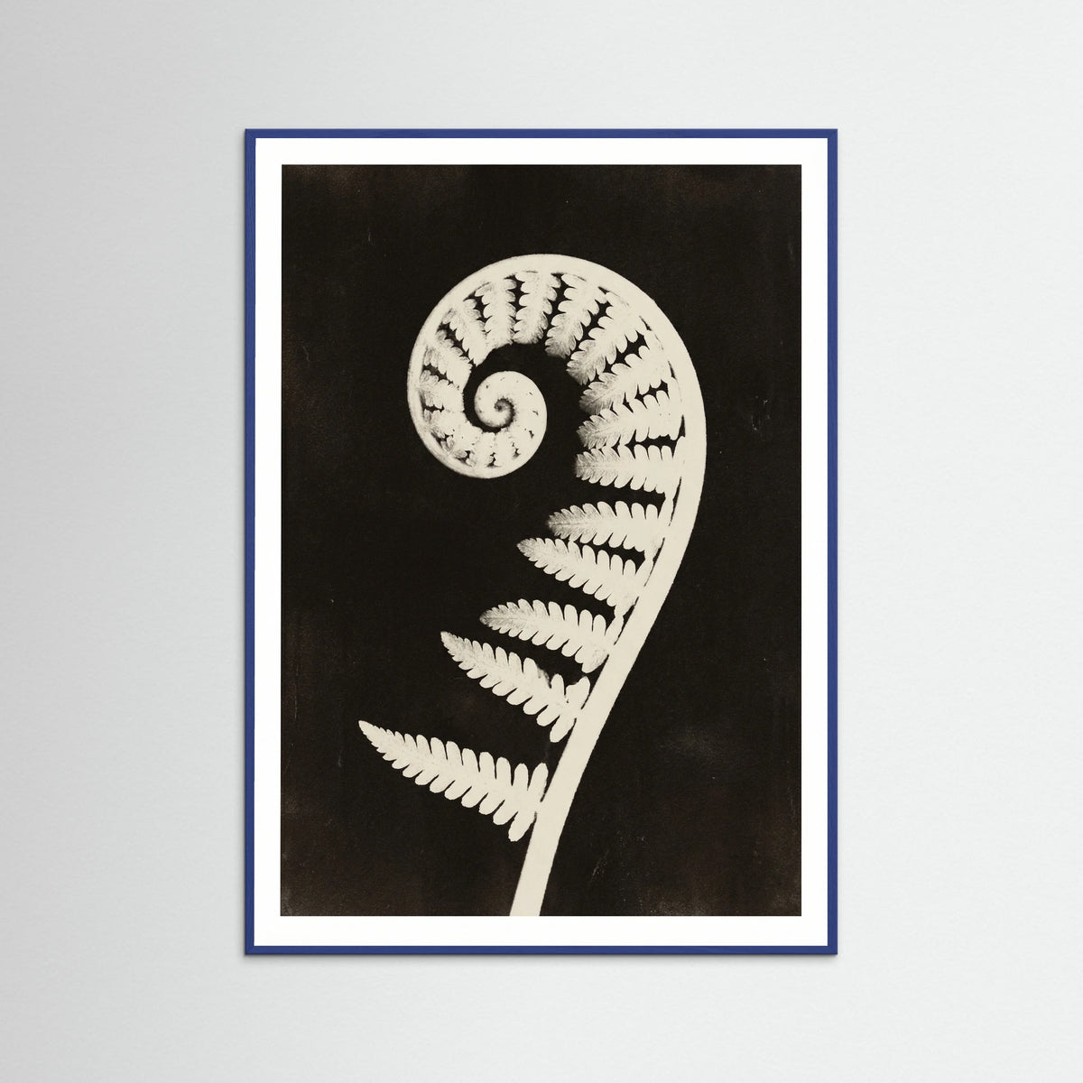 Blue Wood Goldenrod Specimen